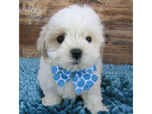 PoulaTo: Kc κουτάβια καταχωρημένα maltipoo
